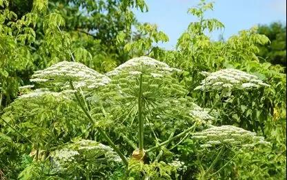 香精與香料(78)—香白芷