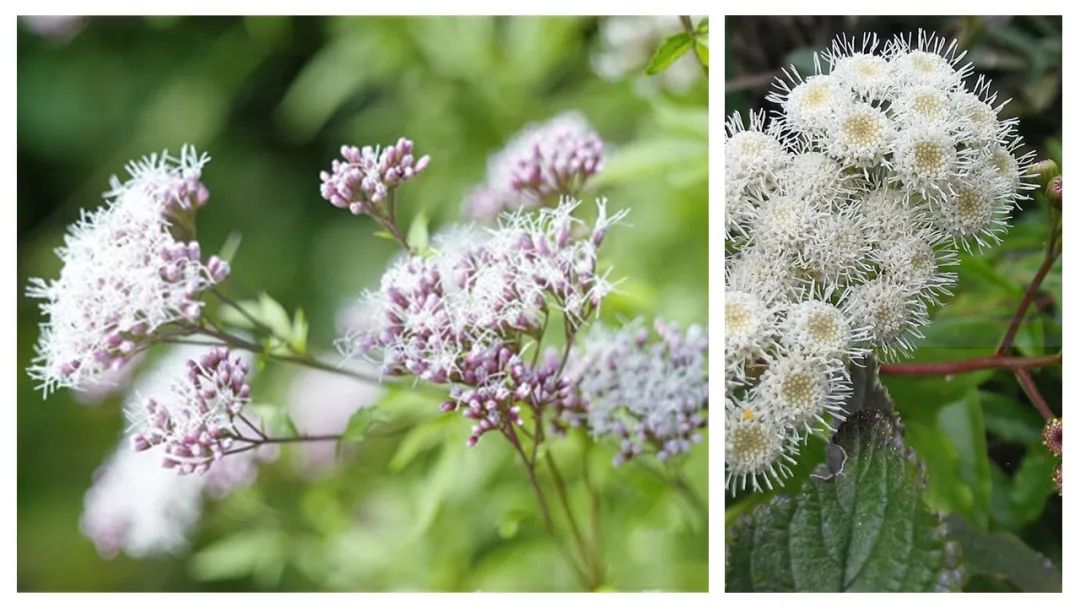 香精與香料(99)—佩蘭(Eupatorium fortunei )