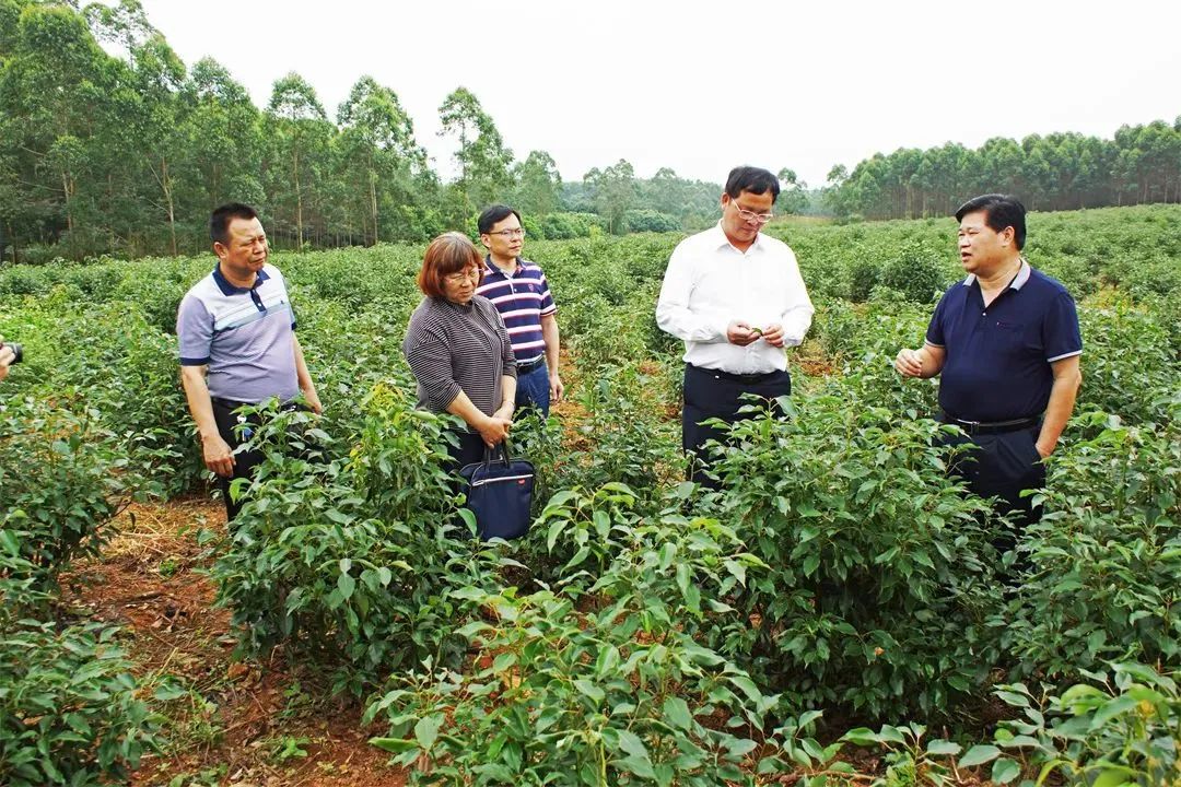 廣西香料香精：謀篇布局創(chuàng)“雙千”