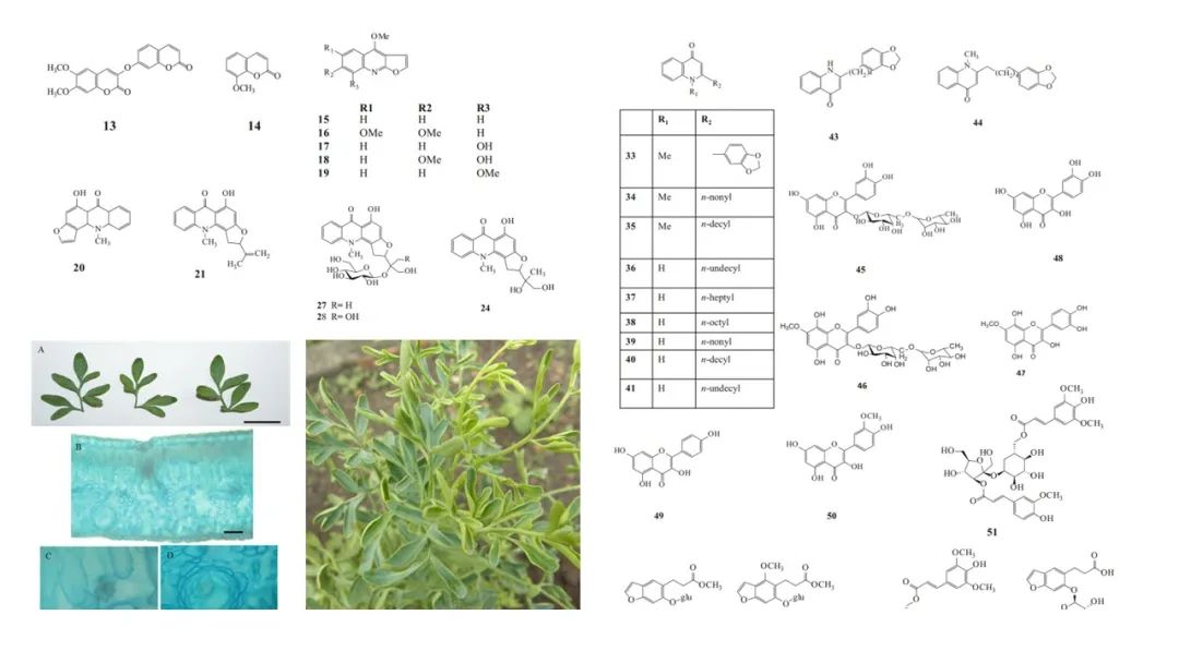 香精與香料(111)—蕓香