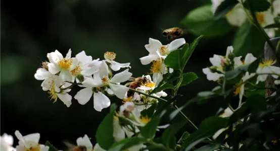 香精與香料(116)—荼蘼香