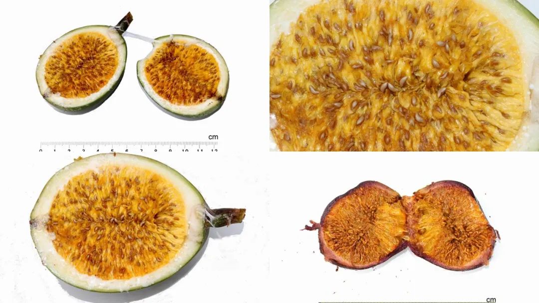 香精與香料(123)—薜荔