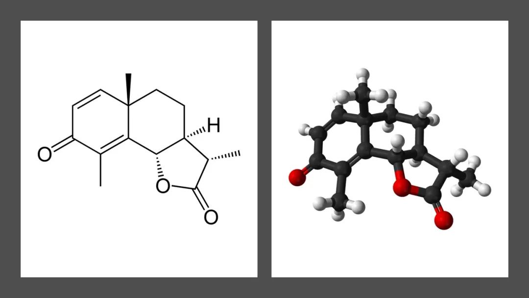 香精與香料(141)—蛔蒿