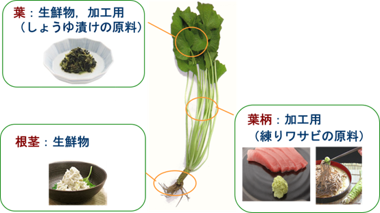 香精與香料(147)—芥末