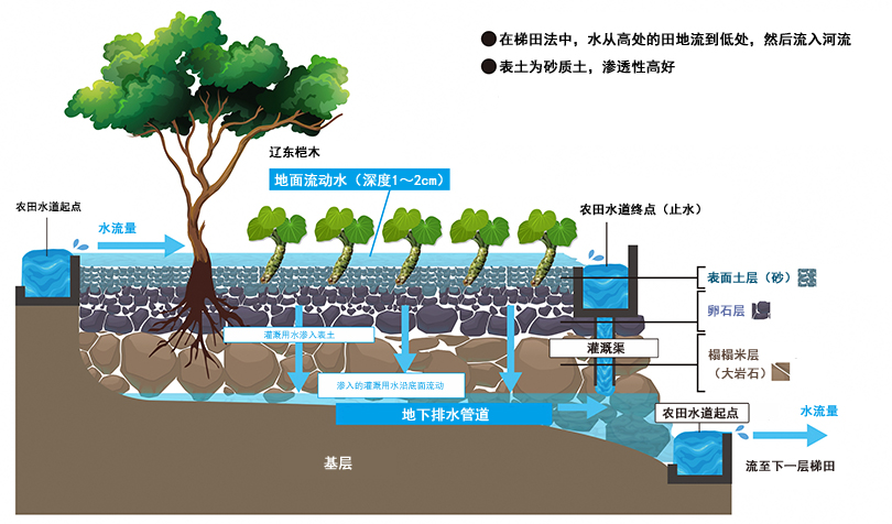 香精與香料(148)—山葵