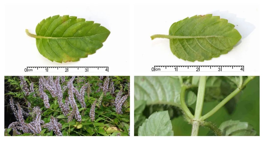 香精與香料(172)—涼粉草