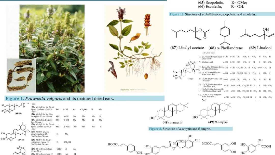 香精與香料(176)—夏枯草