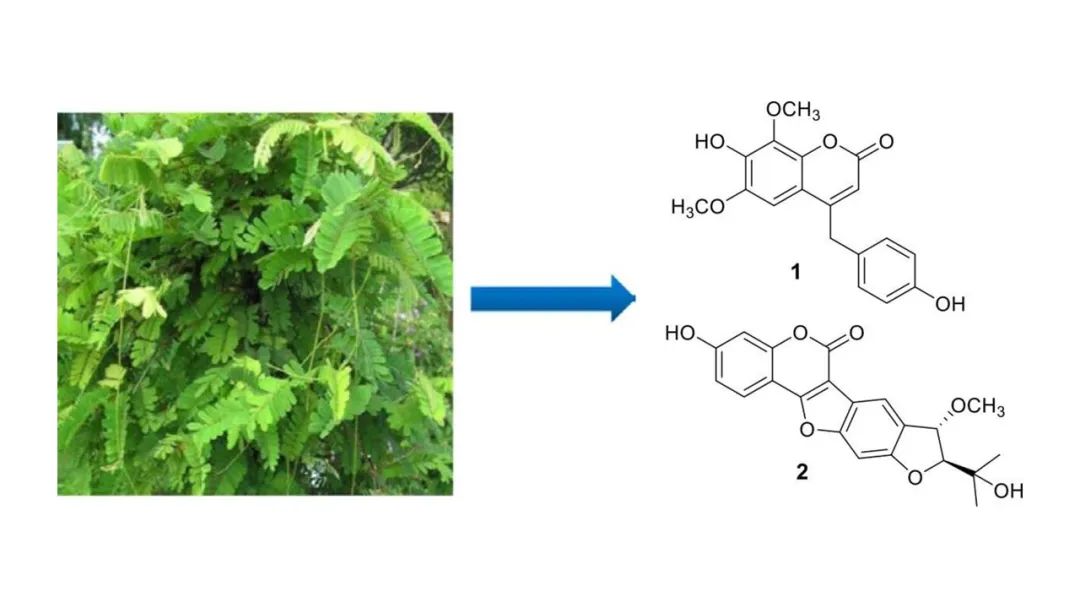 香精與香料(178)—雞骨草