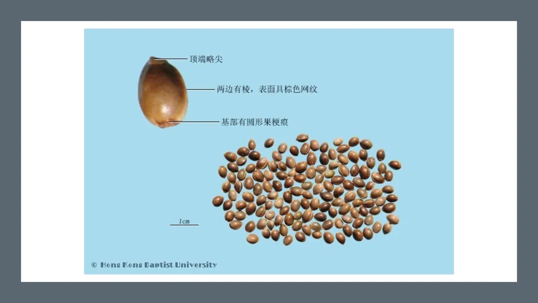 香精與香料(180)—火麻仁