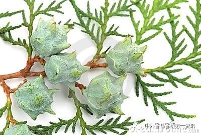 Flavor & Fragrance 文獻綜述：天然香精提取，生產(chǎn)和研究領(lǐng)域的進展