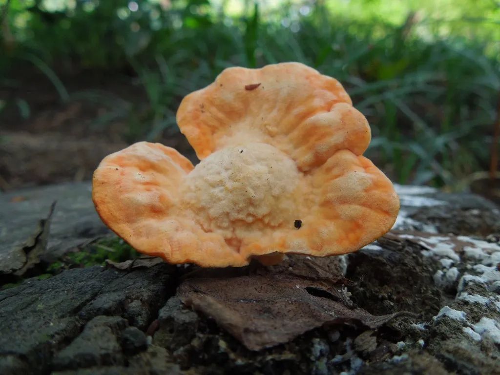 農業廢物作為微生物香精生產基質的潛力研究