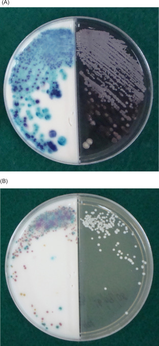 農業廢物作為微生物香精生產基質的潛力研究