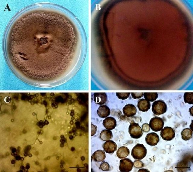 農業廢物作為微生物香精生產基質的潛力研究