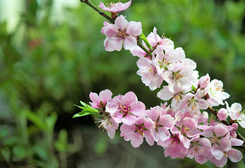 桃花香精